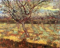 Apricot Trees In Blossom II