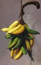 Gelbe Bananen 1893