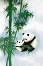 Panda - Pittura cinese