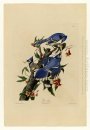 Plate 102 Blue Jay