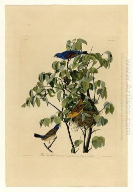 Piatto 122 Blu Grosbeak