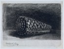Shell Конус Marmoreus 1650 1