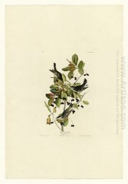 Plate 133 Black-poll Warbler