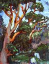 Arbutus Albero