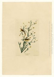 Plate 145 Yellow Red-poll Warbler