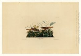 Plate 108 Fox-coloured Sparrow