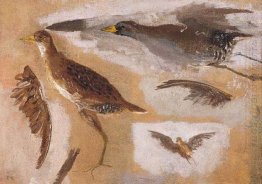 Studies of Game Birds, probably Viginia Rails