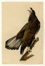 Plaat 126 White-headed Eagle