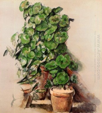 Pot Of Geraniums