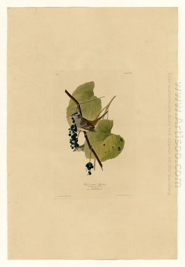 Plate 114 Vitkronad sparv