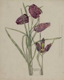 Fritillaria