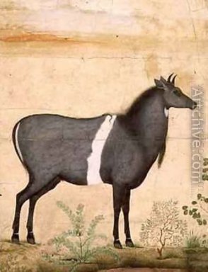 Nilgai azul Vaca