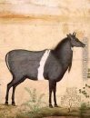 Nilgai Blue Cow