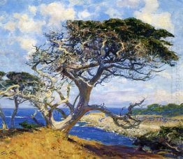 Monterey Cypress