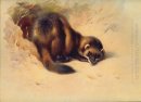 Polecat europeu