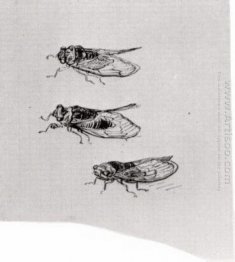 Three Cicadas 1889