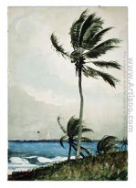 Palm Tree, Nassau