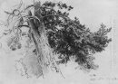Parte del tronco de un pino María Howe 1890