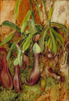 Een Borneose Pitcher Plant, Sarawak, Borneo