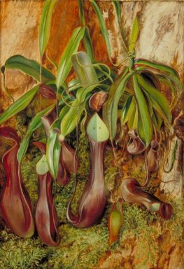 En Bornean Pitcher Plant, Sarawak, Borneo