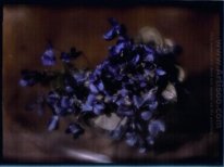 Violets