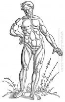 Muscle Man Standing 1541