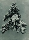 Pinus Dalam Snow 1890