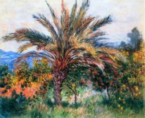 Eine Palme in Bordighera