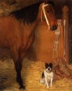 Bij de manege paard en hond