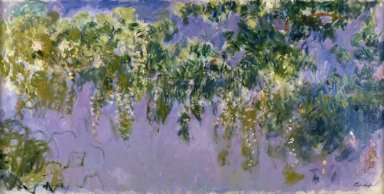 Wisteria 1920