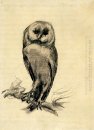 Barn Owl visto dalla parte anteriore 1887