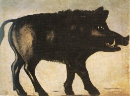 Boar