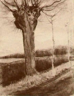 Pollard Willow 1881