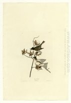 Plate 120 Pewit Flycatcher