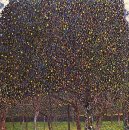 Pear Tree 1903