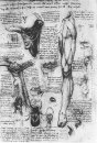 Larynx et Leg 1510 études anatomiques
