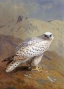 A Groenlandia o Gyr Falcon