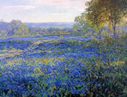 Fields of Bluebonnets