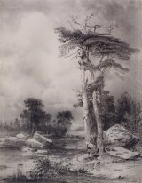 old pine 1854