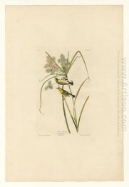 Plate 14. Prairie Warbler