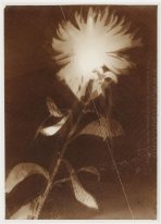 Untitled Blume