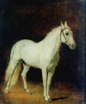 Cavallo bianco. Studio.