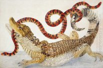 Glasögonkajman (Caiman crocodilus) och ett falskt Coral Snake (A