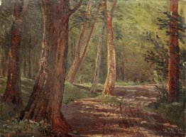 Forest Road 1892