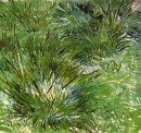Gumpalan Of Grass 1889