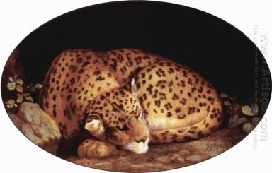 Dormir leopardo 1777