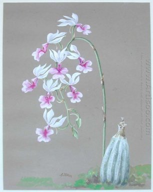 Hoa phong lan trắng là một trong những loài hoa đẹp nhất và nổi tiếng nhất trên toàn thế giới. Tranh sơn dầu vẽ phong lan trắng trở thành một trong những loại tranh nghệ thuật được yêu thích nhất. Hãy cùng xem qua hình ảnh về phong lan trắng được hoạ sĩ vẽ bằng sơn dầu để cảm nhận vẻ đẹp tinh tế và đặc biệt của loài hoa này.