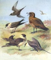 Richardson'' s Skua, Skua, Pomarine Skua