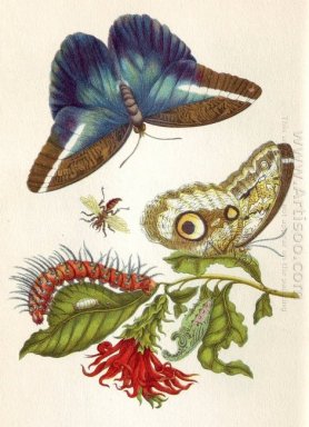 Metamorphose der Insekten Surinamensium