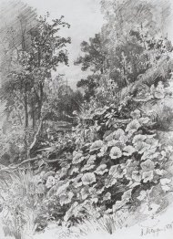 Coltsfoot 1878